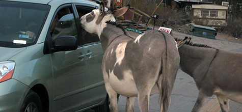 Oatman